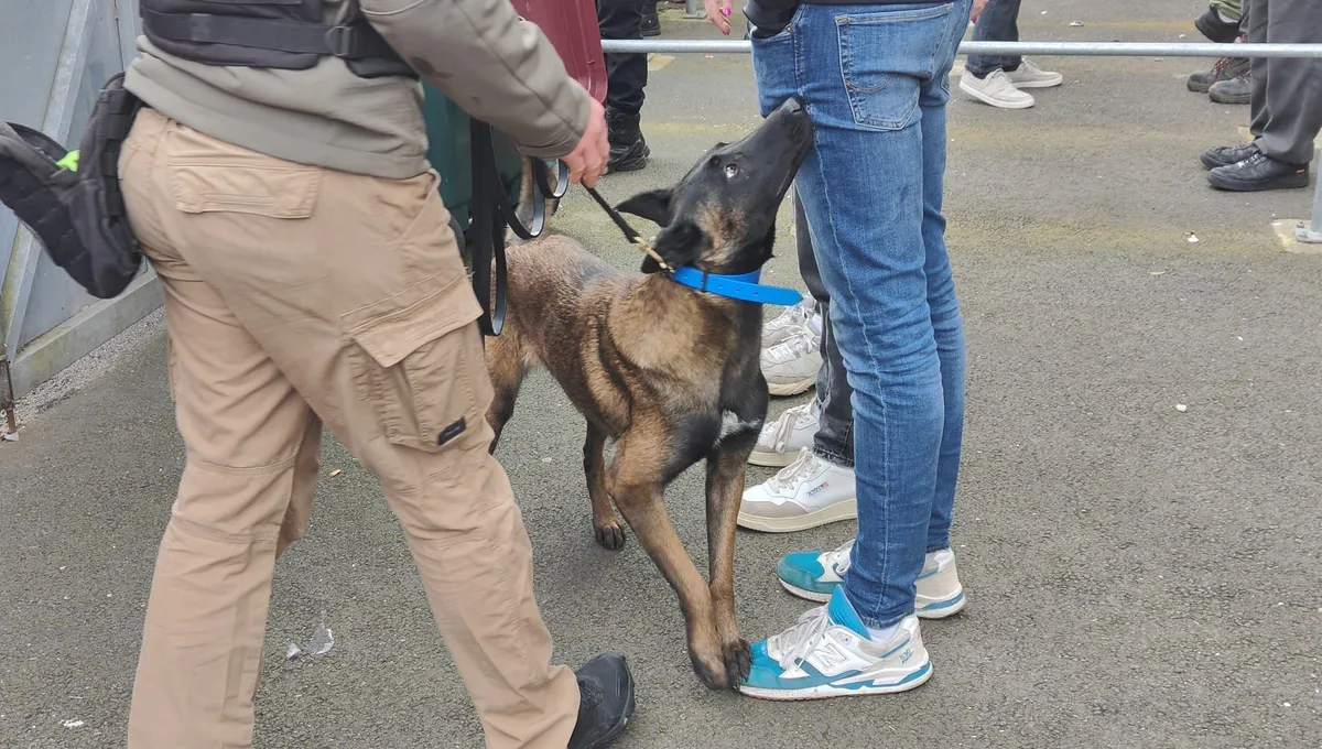 Le Stade Brestois missionne des chiens pour détecter les fumigènes